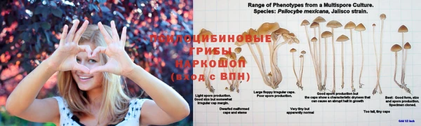 ECSTASY Медвежьегорск